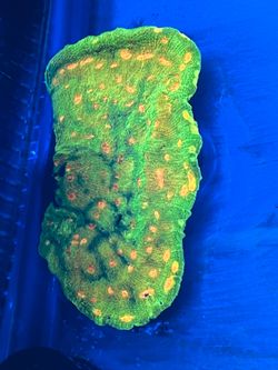 Large space invader chalice coral toy