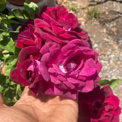 Rosa Trepadora