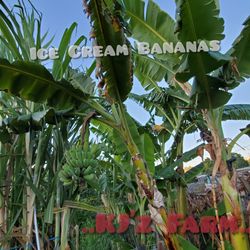 Banana tree