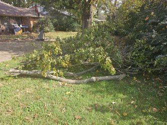 FREE Oak Firewood and Kindling