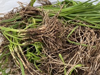 Chive with root