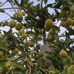 5 Libra de Limas dulce Por 10.00 