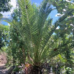 Canary Palm $400🌴Field Grown 