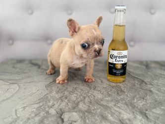Mini corona
