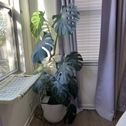 Monstera Clippings (2in 1)