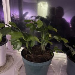 Christmas Cactus Plant In Pot Will Bloom Soon Indoor 