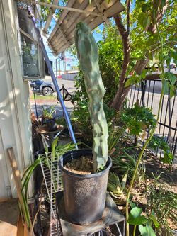 Totem pole cactus