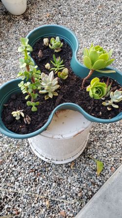 Succulent plants