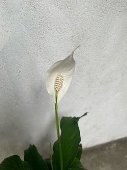 Peace lily plant