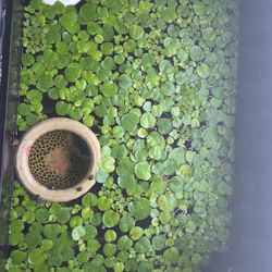 Aquarium  Frog Bit Plant