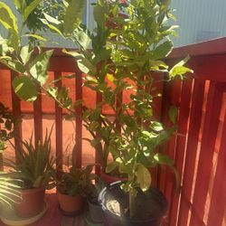 Lemon Tree
