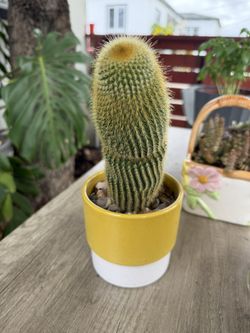 Cactus