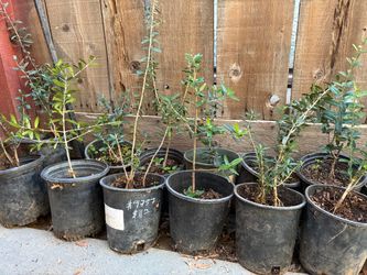 Olive Trees 1 foot tall $10 each