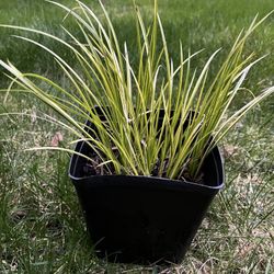 Ornamental grass Golden Sweet Flag Variegated. Sammamish, Beaver Lake
