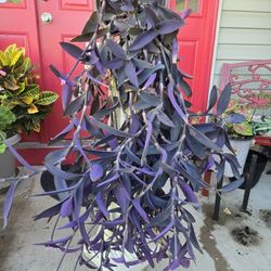 Magnificent PURPLE VINE PLANT