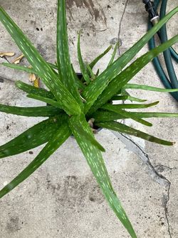 Aloe Vera Plant