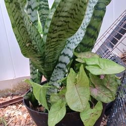 House Or Yard Plants