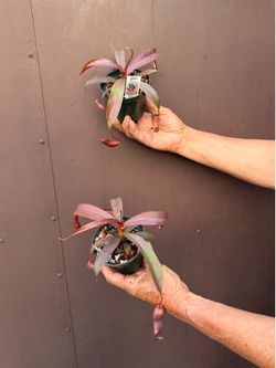 4” nephenthes Rebecca soper ( price is for each