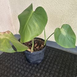 Small Monstera Plant 🪴 5.00