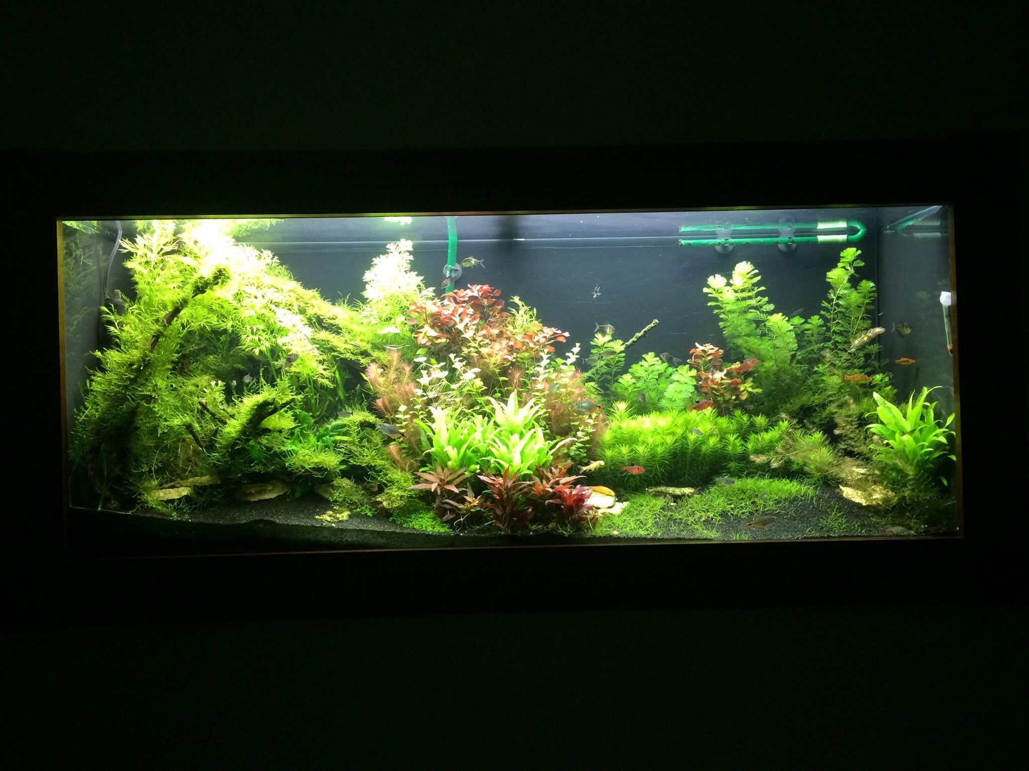 Aquarium Plants