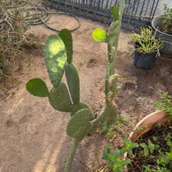 Nopal Comestible $50 Each Plant