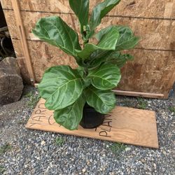 Indoor Fiddle Leaf