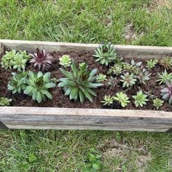 Succulent Planter Indoor/Outdoor