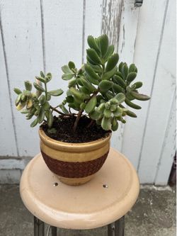 Succulent - bear 🐻 paw