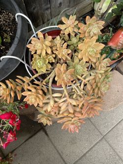 Succulent Plant