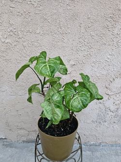Syngonium Plant