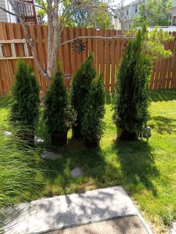 Privacy shrubs for Sale