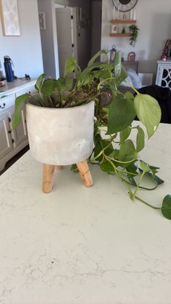 Concrete elevated pot with Pothos plant