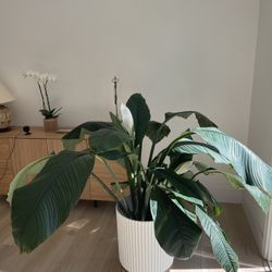 GIANT PEACE LILY (REAL)
