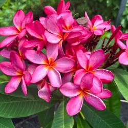 Pink Plumeria Trees ( 1-3' Tall ) 🌸🌿