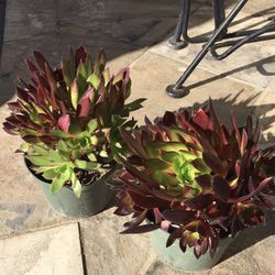 Potted Succulent  $5 Each