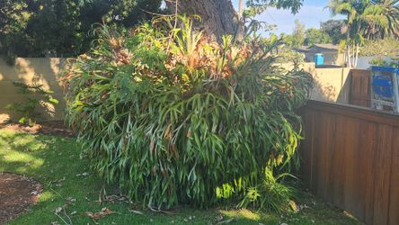 Elkhorn plant