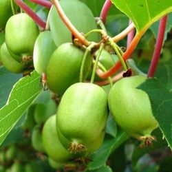Kiwi hardy plant