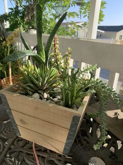 Pretty Succulent  Plans  Perfec To Present