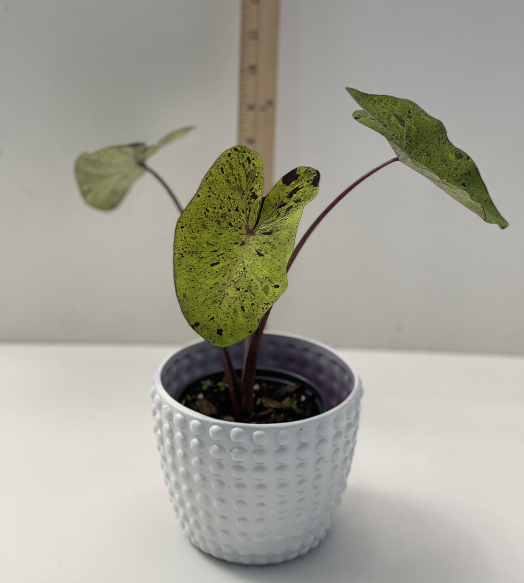 Colocasia Mojito Plant