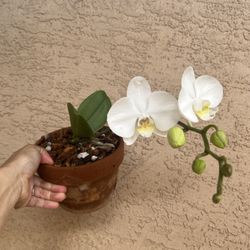 Orchid
