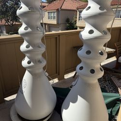 Lettuce grow 