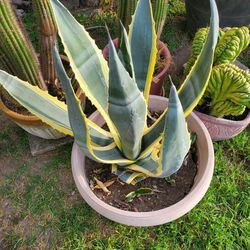 Big Agave Americana Variegata