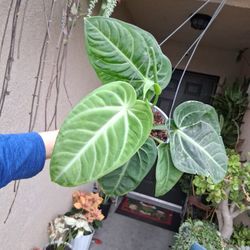 Anthurium Villenaorum Plant $38