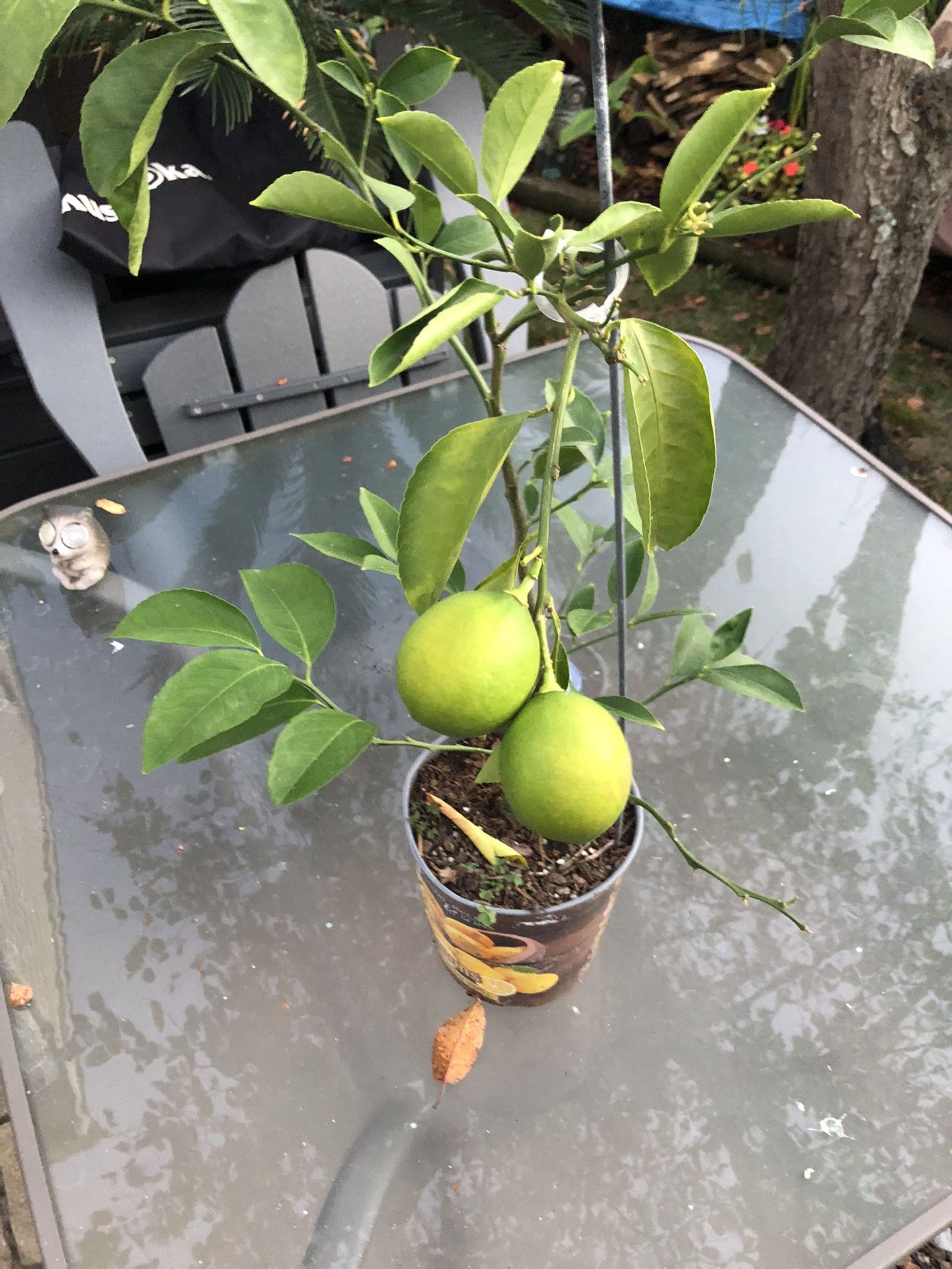 Improved Meyer Lemon Citrus Tree