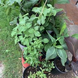 Part two of the garden plants