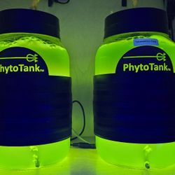 Phytoplankton Reef Food