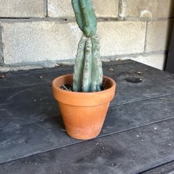 Cute Cactus With Pot 