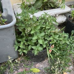 Hierbabuena