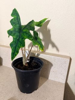 Plant