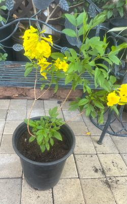 San Pedro Plant / Tronadora